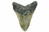 Fossil Megalodon Tooth - North Carolina #352408-2